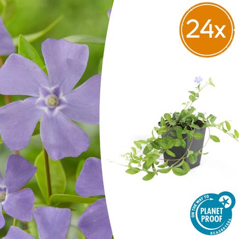 Lot de 24 Vinca minor - Petite Pervenche Couvre-sol Persistant Fleurs Bleues - Pot Ø9 cm - PANGIVO (1/5)