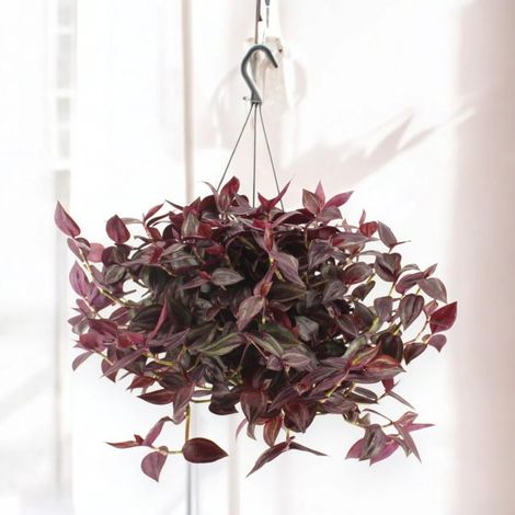 Gardenaria Tradescantia 'Jewel Red' - Pianta da interno ornamentale - Altezza: 25 cm (vaso 17) (1/5)