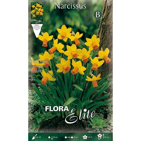 BULBI AUTUNNALI NARCISO CYCLAMINEUS JETFIRE CONFEZIONE DA 5 BULBI BULBS BULBES