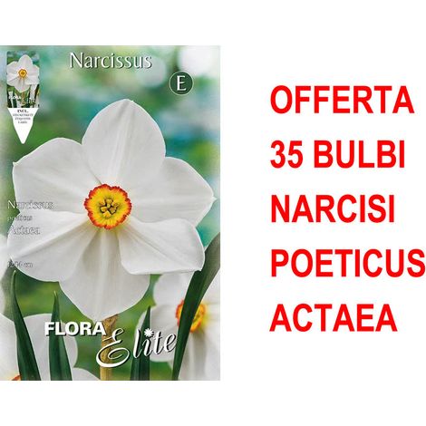 OFFERTA 35 BULBI NARCISO POETICUS ACTAEA BULBS BULBES