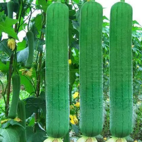350 Luffa-/Schwammmelonensamen, Gemüsesamen, geeignet zur Aussaat zu jeder Jahreszeit.