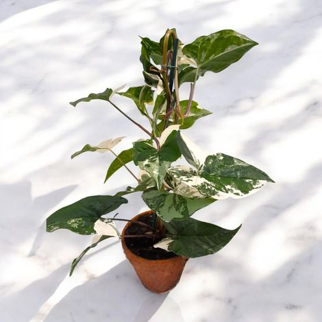 Gardenaria Syngonium variegata 'Alba' - Pianta da interno ornamentale - Altezza: 40 cm (vaso 13) (1/5)