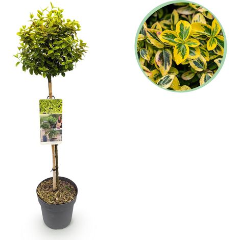 Fusain de Fortune Emerald n Gold sur Tige - Plante Persistante Terrasse et Balcon - 90 cm Pot 19 cm - PANGIVO