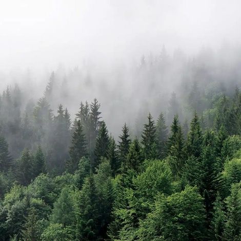 papier peint panoramique forêt gris vert - Sanders & Sanders (1/5)