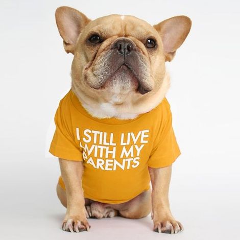 T-Shirt Pour Animal De Compagnie - Col Rond - Tissu Doux Respirant - Convient Chien Petit Race Et Chat - Tailles S À XXL (1/5)