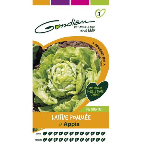Gondian - Laitue Pommée Appia
