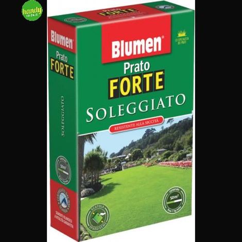 Prato Blumen prato soleggiato