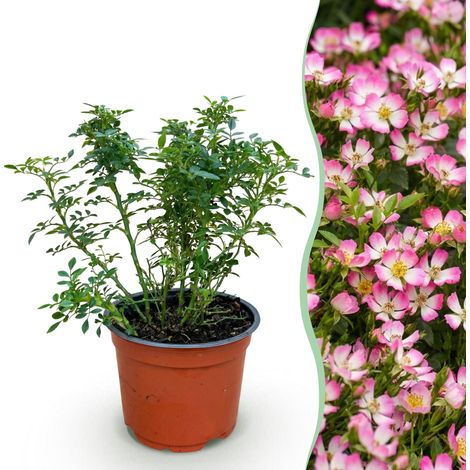 Rosier Rosa Cutie Pie Arbuste Compact Fleurs Roses Parfumées Jardin et Balcon Pot 12cm - PANGIVO (1/5)