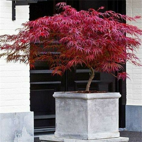 Acero Rosso Giapponese "Acero Palmatum Dissectum Firecracker" in vaso ø22 cm Vivaio di Castelletto