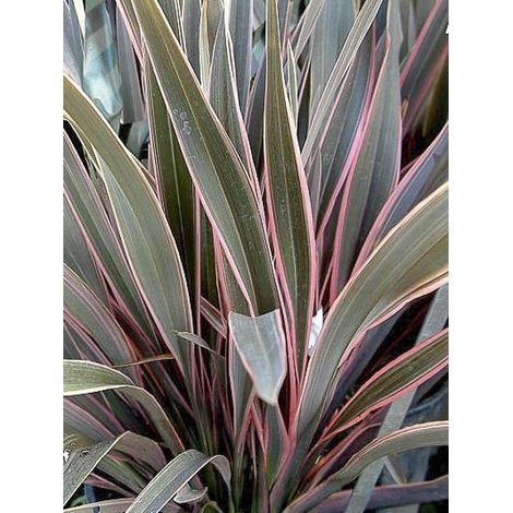 Lin de Nouvelle-Zélande 'Pink Stripe' Pot de 3L/4L (1/3)