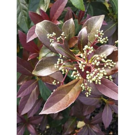 Viorne parfumée 'Coppertop' Pot de 3L/4L (1/2)