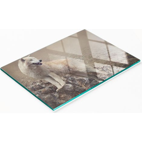 Tableau en verre élégant et résistant avec motif de loup blanc sur rocher 80x52 cm (1/5)