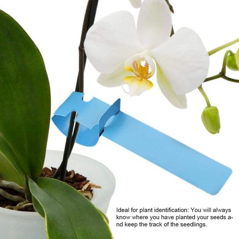 QAZQA 100pcs Étiquettes De Piquet En Plastique Étiquettes d'Usines Pelouse Ornement Décor De Jardin De Pépinière(Bleu) (1/5)