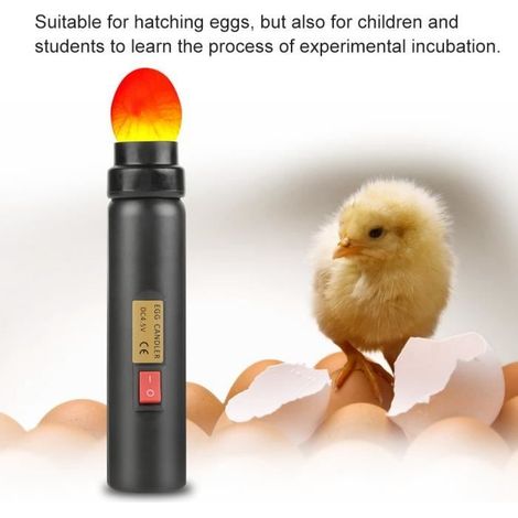 Incubateur automatique d'œufs avec éclairage LED pour expérience d'incubation (1/4)