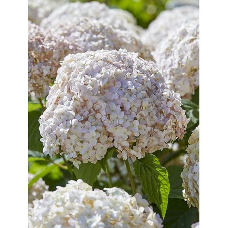 Hortensia de Virginie 'Candybelle Marshmallow' Pot de 3L/4L (1/2)