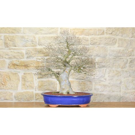 Bonsai di Zelkova Parvifolia (80) (1/5)