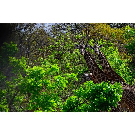 Papier peint panoramique nature verte jungle Tapisserie panoramique giraffe idéale salon Papier peint panoramique animaux chambre enfant (1/2)