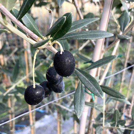 N. 50 PIANTE DI ULIVO CORONCINA in vaso 20 - età 2 anni (foto reali)
