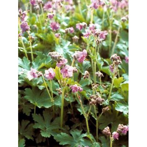 Géranium vivace rhizomateux Godet de 8/9 cm (1/3)