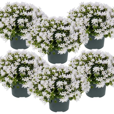 Bloomique - Lot de 6 - Campanula Ambella White - Campanule - Couvre-sol - Plantes de jardin - Résistante au gel - Sans danger pour les animaux - 10-20 cm de haut - Pot 10,5 cm