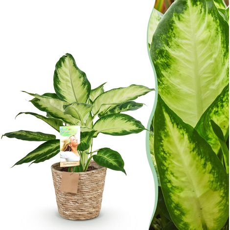 Dieffenbachia Camilla Plante d'intérieur Bicolore avec Panier - Pot 17 cm - Hauteur 45-50 cm - PANGIVO (1/5)