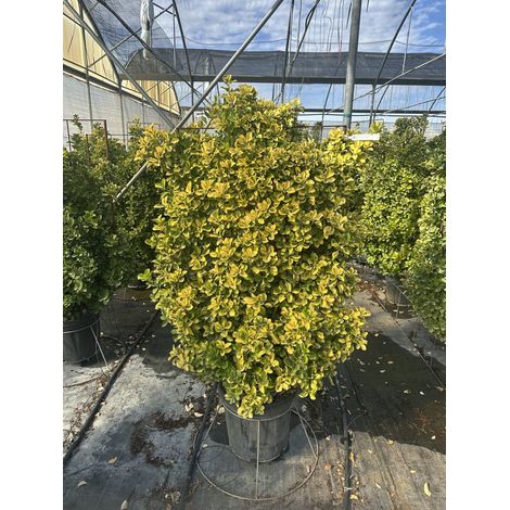 EUONYMUS JAPONICUS SPALL.40 AUREA (L.75 - H.120)