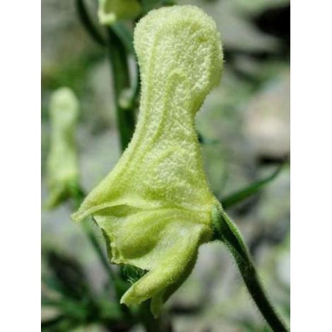 Aconit de Lamarck Godet de 8/9 cm (1/3)