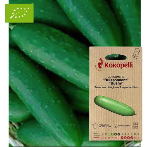 Concombre Buissonnant Bushy