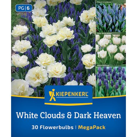 Kiepenkerl Herbstblumenzwiebel Artenmischung White Cloud & Dark Heaven Mix 30 Stück (1/2)