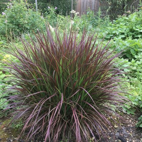 Panic érigé Oxblood Autumn®, Panicum/Godet - 5/20 cm