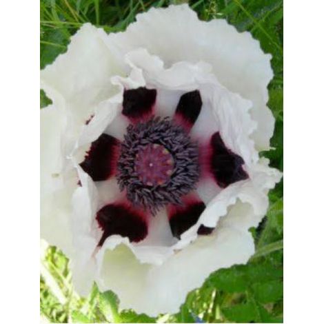 Pavot d'orient 'Royal Wedding' Pot de 2L/3L (1/2)