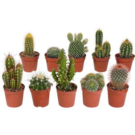 Lot de 10 Cactus Variés Plantes Grasses Naturelles Décoration Intérieure 5,5 cm Sans Pot - PANGIVO (1/5)