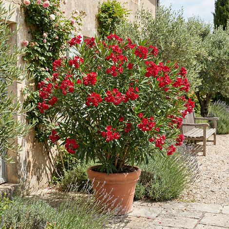 Bloomique - Laurier-rose (Nerium oleander) - Fleurs rouges - Plantes jardin - Plantes terrasse - Hauteur 80-100 cm - Pot 26 cm