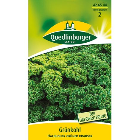Quedlinburger Saatgut – Chou frisé demi-haut vert – Graines de légumes, feuilles finement frisées, hauteur 80 à 90 cm (1/2)