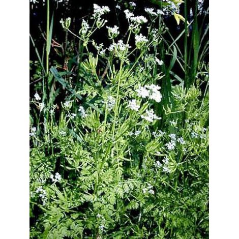Cerfeuil le sachet de 1700 graines (5g) (1/5)