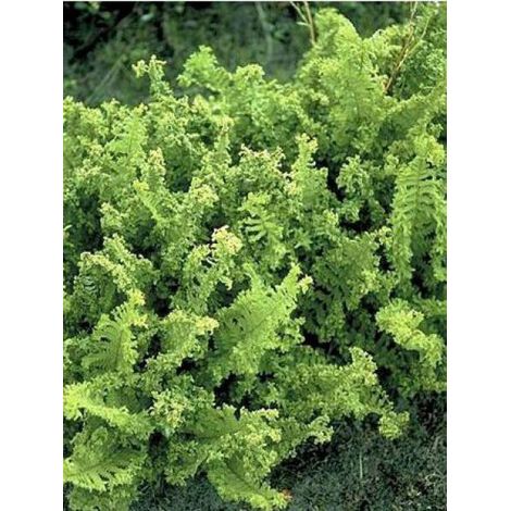 Fougère mâle 'Crispa Cristata' Godet de 8/9 cm (1/4)
