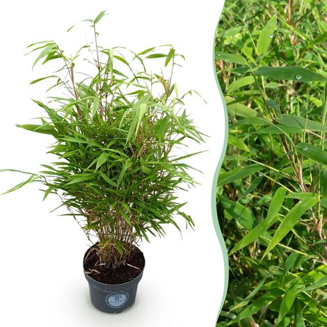 Bambou Non Traçant Fargesia Rufa Idéal Haie et Jardin Vert Persistant 80 cm Pot 23 cm - PANGIVO (1/5)