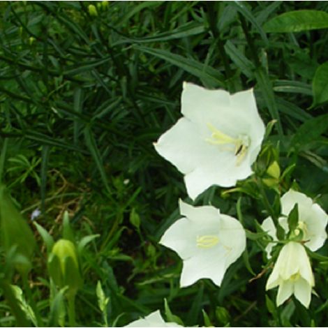 4 x Campanule pyramidale 'Alba' - godet 9x9 cm (1/4)