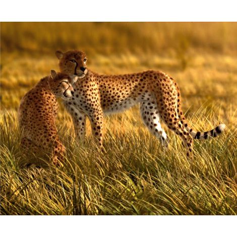 Leopards, photo murale intissée, 360x270 cm, 4 parts (1/3)