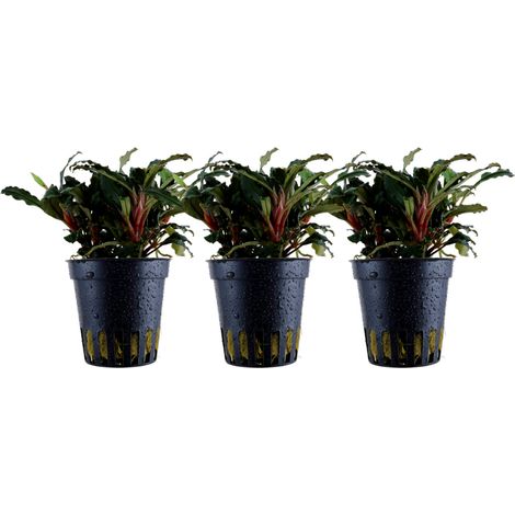 Aquarium Pflanze 3 Stück Bucephalandra sp. 'Red' Wasserpflanze Topf Nr.339A Set