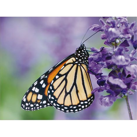 Art for the Home Outdoor Leinwandbild Garten Wanddeko - Schmetterling - 50x70cm (1/5)