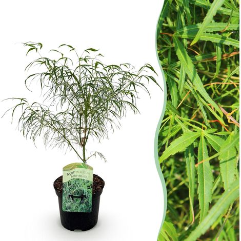 Érable du Japon Acer palmatum Koto-no-ito - Plante de Jardin et Terrasse - Vert - Pot 19 cm - 70 cm - PANGIVO (1/5)