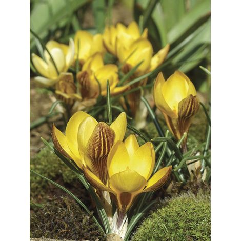 Crocus 'Fuscotinctus' Bulbe calibre 6+ (par 30)