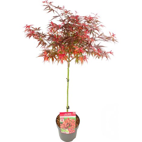 Bloomique - Acer Palmatum Shaina - Érable du Japon sur tronc - Plantes de jardin - Arbre - Rustique - 80-90 cm de haut - Pot 19 cm