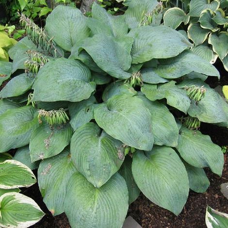 4 x Hosta 'Blue Umbrellas' - godet 9x9 cm