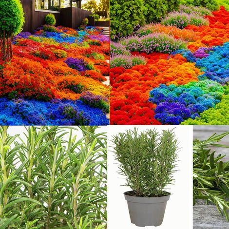Kit méditerranéen – Thym multicolore + Romarin – 10000+1000 – Décoratif – Pot
