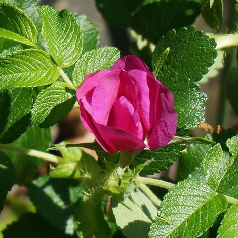 Rosier rugueux Exception® 'Rotes Meer'/Pot de 3L - Touffe