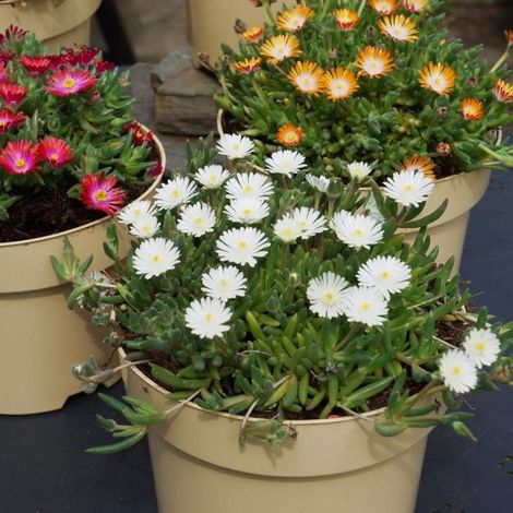 Delosperma Jewel of Moon Stone®, Pourpier vivace/Godet - 5/20 cm (1/3)
