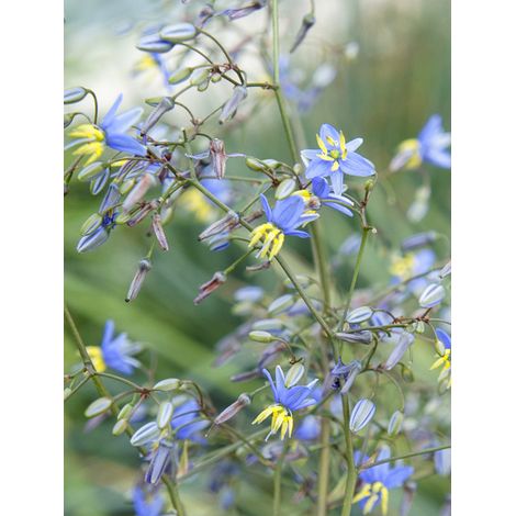 Dianella 'Coolvista' Godet de 8/9 cm (1/2)