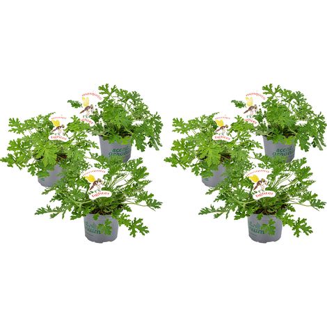 Bloomique - Lot de 6 - Pelargonium Graveolens - Géranium citron - Anti-moustique - Parfumé - Plantes de jardin - Hauteur 15-30 cm - Pot 10,5 cm